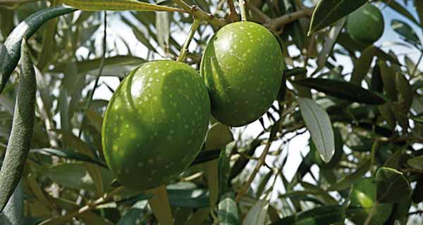 Olive oil, the global forecast for 2014-2015