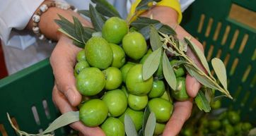 Curaba, the Sicily Nocellara olive expert