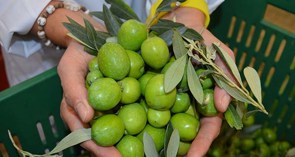 Curaba, the Sicily Nocellara olive expert