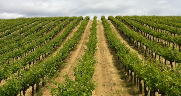 Wine, Italy overcomes France thanks to soaring export