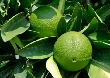 bergamot