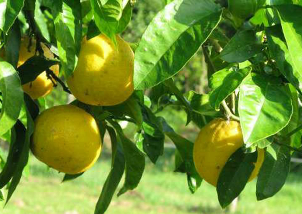 Calabria, the land of citrus fruit