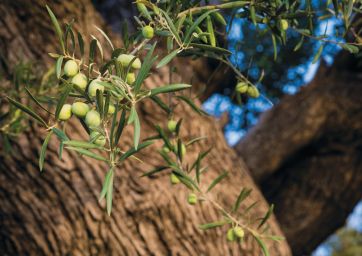 Calabria, a land of unique biodiversity