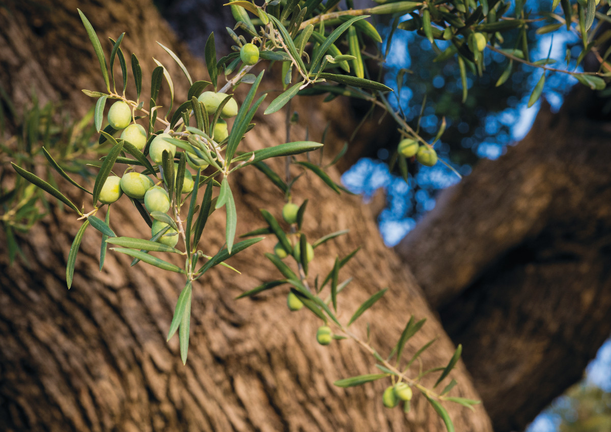 Calabria, a land of unique biodiversity