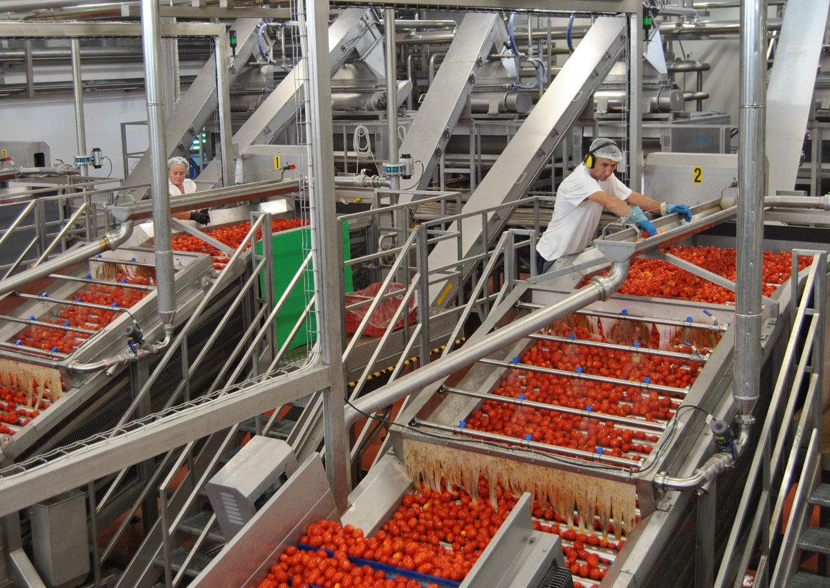 tomatoes