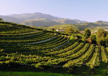 Amarone-Valpolicella