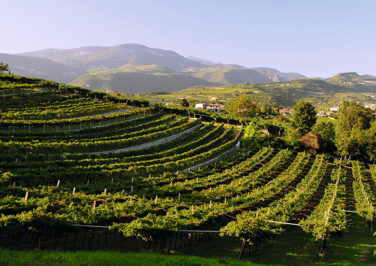 Amarone-Valpolicella