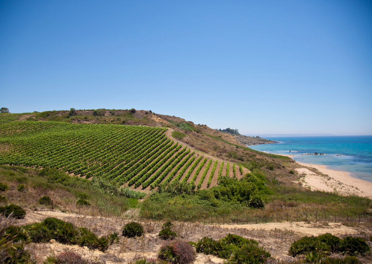 Settesoli Bio-winemakers