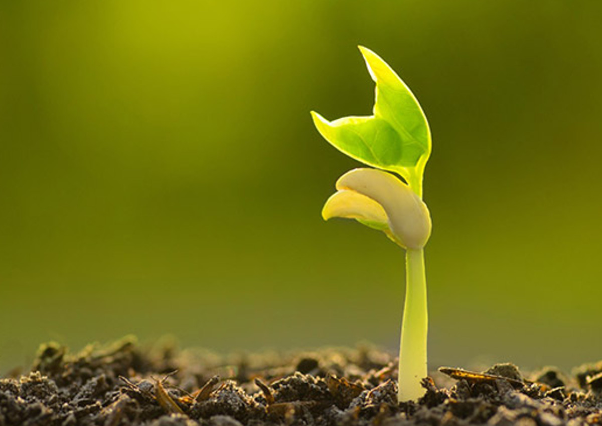 Green Deal-Italian agriculture-organic regulation-EU-FederBio
