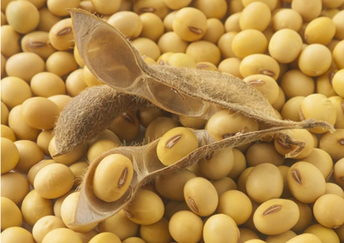 soy-imports-duties-EU-USA-Trump