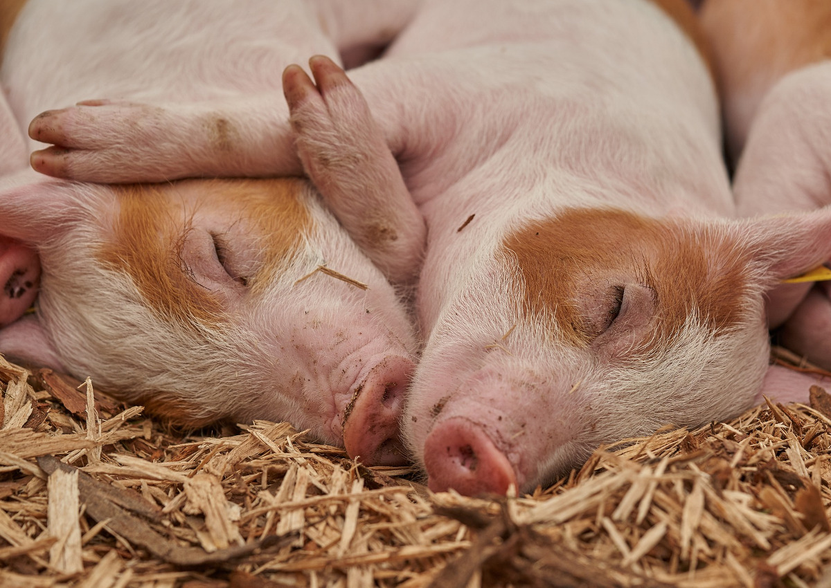 animal welfare
