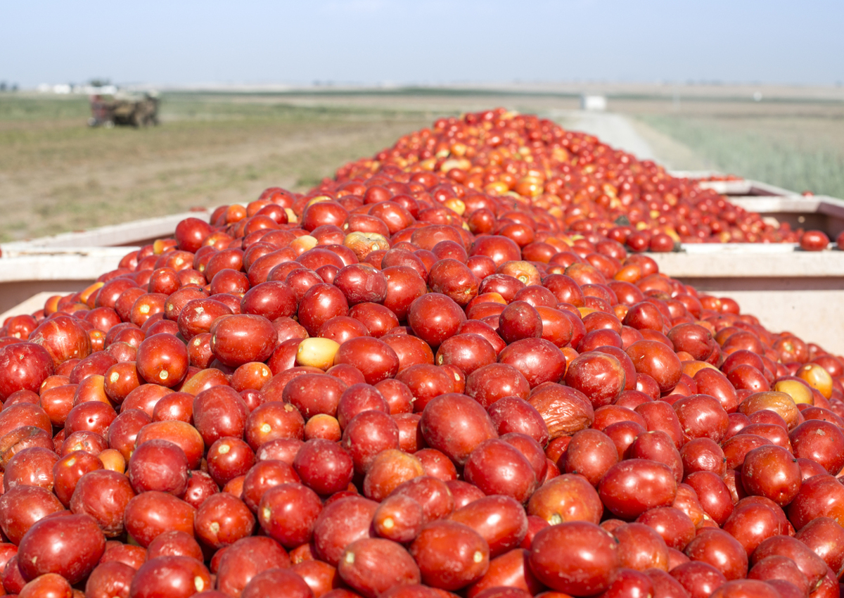 Italy-organic-tomatoes-ANICAV