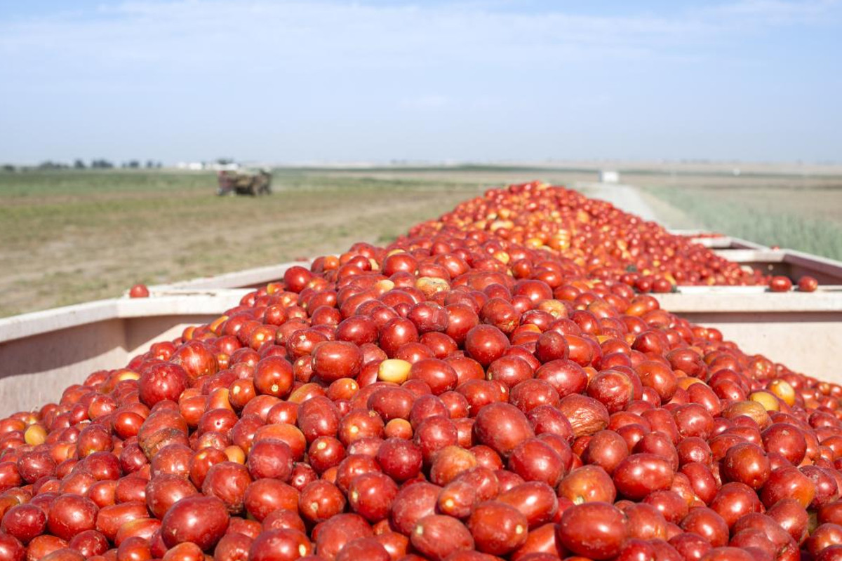 tomato-Anicav-red preserves-tomatoes-tomato