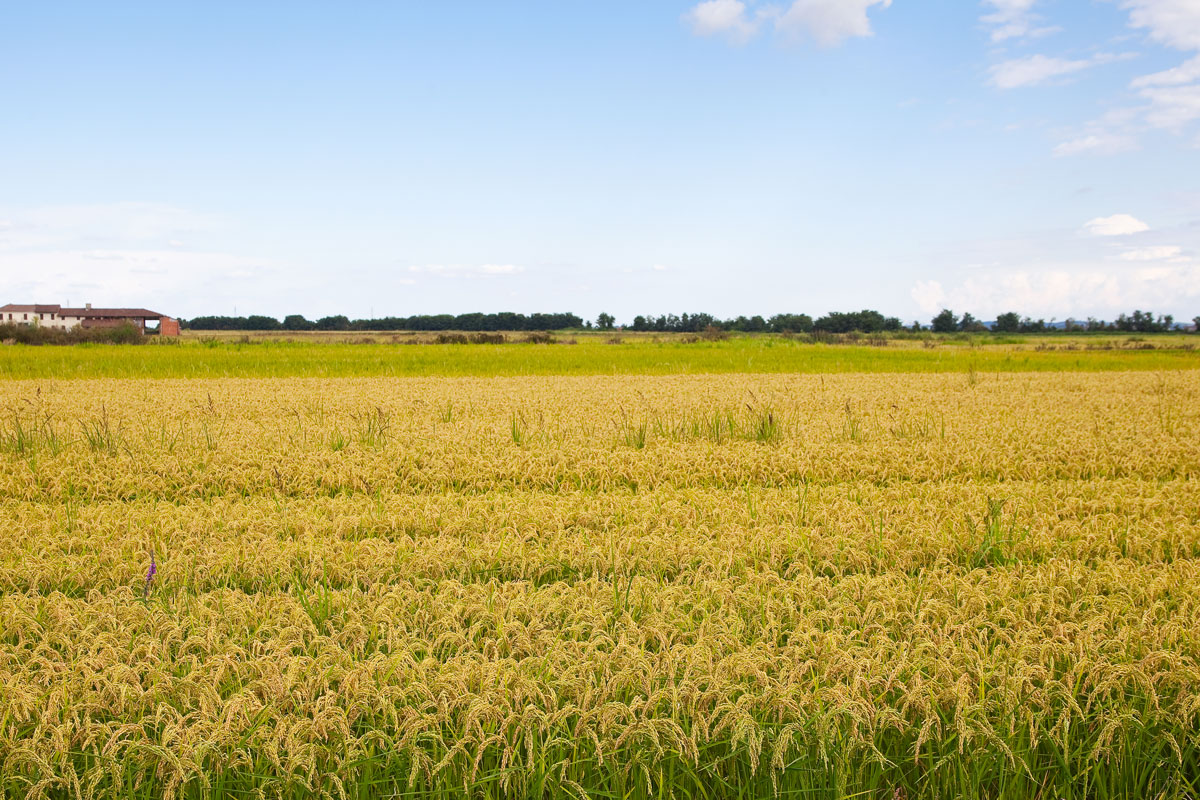 Italian rice