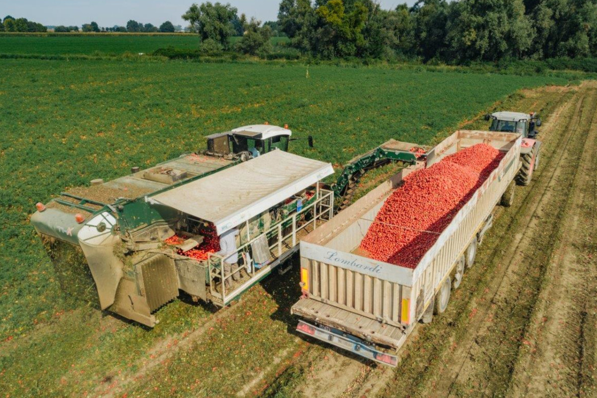 Consorzio Casalacso del pomodoro-Pom├¼-tomato-red preserves