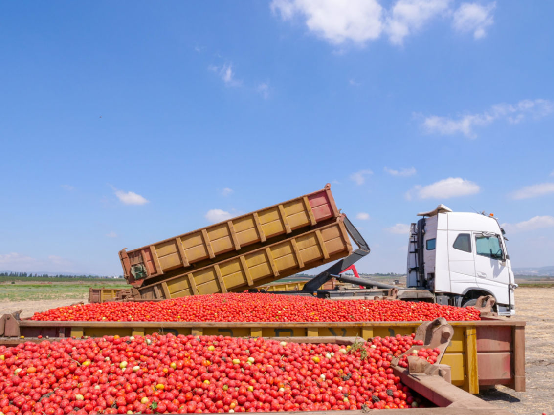 tomato