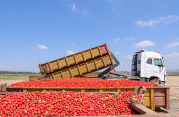 tomato